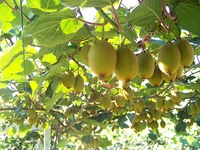 Kivi Fidanı Türleri ve Özellikleri