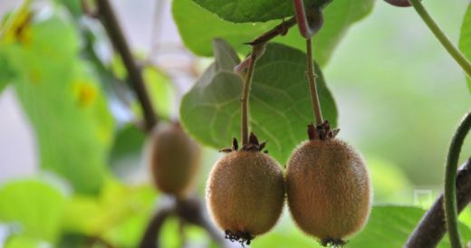 Kivi Bakımı Nelerdir?