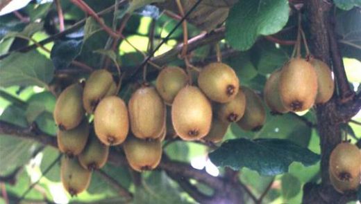 Kivi Bitkisi Türleri ve Özellikleri