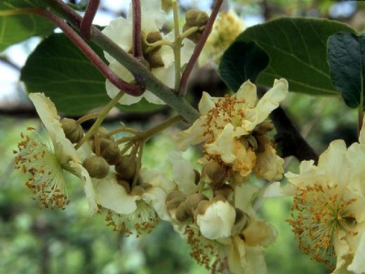Kivi Çiçeği Kullanımı ve Faydaları Nelerdir?