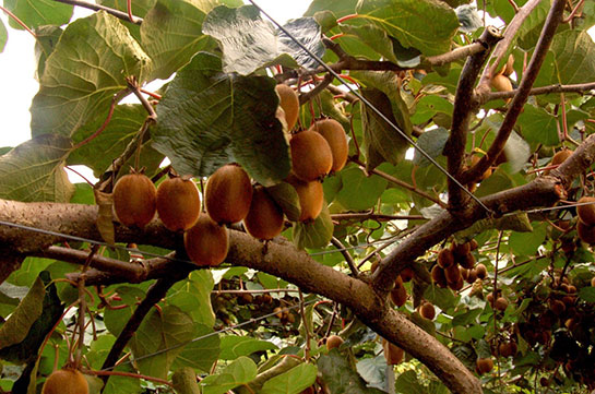 Kivi Bahçesi Türleri ve Özellikleri