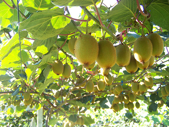 Kivi Fidanı Türleri ve Özellikleri