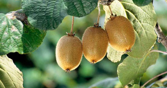 Kivi Yetiştiriciliği Nedir ve Nasıl Yapılır?